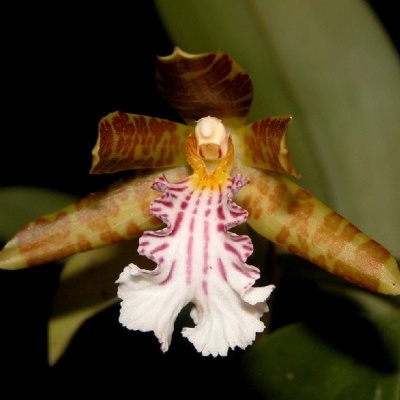 Flor exótica com pétalas marrons e brancas com riscas rosa