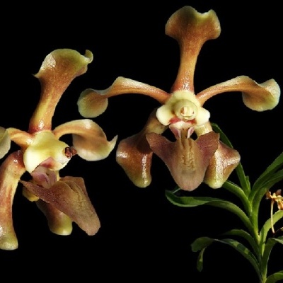 Orquídea castanha e creme com fundo preto