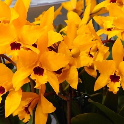 Orquídeas amarelas com centro vermelho escuro em ambiente interior