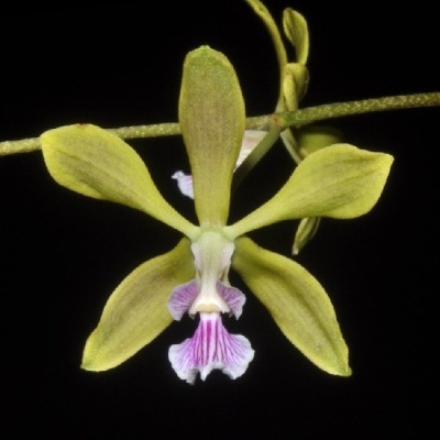 Orquídea verde com labelo branco e riscas roxas
