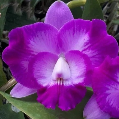 Flor orquídea roxa e branca sobre folhas verdes