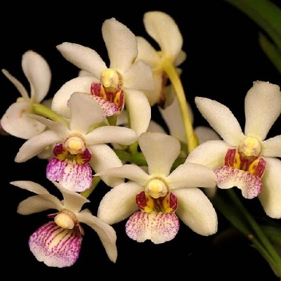 Orquídeas brancas com centro roxo e amarelo em fundo preto