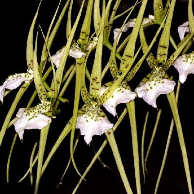 Flores de orquídea brancas e verdes num fundo preto