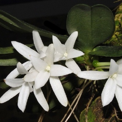 Flores brancas em forma de estrela com folhas verdes espessas