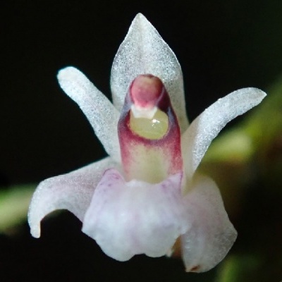 Flor branca e rosa com pétalas translúcidas e textura aveludada