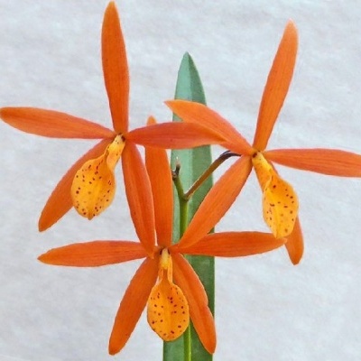 Orquídea laranja com folhas verdes contra fundo branco