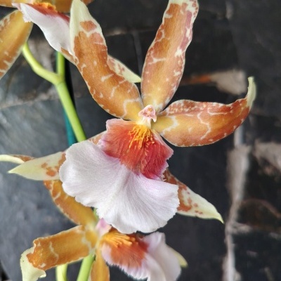 Orquídea bege com manchas laranja e centro branco com rosa e amarelo num fundo escuro