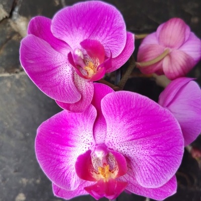 Orquídea rosa vibrante com manchas roxas em fundo de pedras escuras