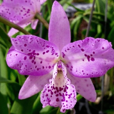 Orquídea rosa com manchas roxas e folhas verdes ao fundo
