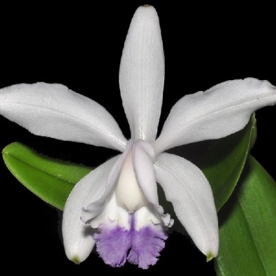 Flor branca com centro roxo em planta com folhas verdes brilhantes em fundo preto