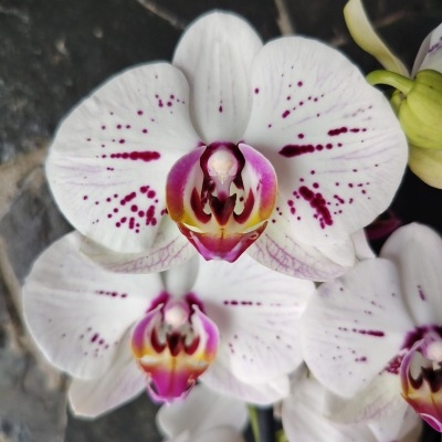 Orquídea branca com manchas roxas em close-up