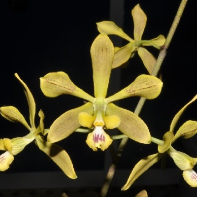 Flores amarelas de orquídea com detalhes roxos