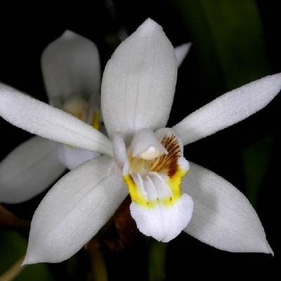 Flor branca de orquídea com manchas amarelas e castanhas