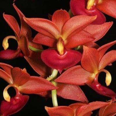 Orquídea vermelha e laranja com fundo preto