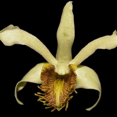 Flor de orquídea bege e amarela com riscas vermelhas em fundo preto
