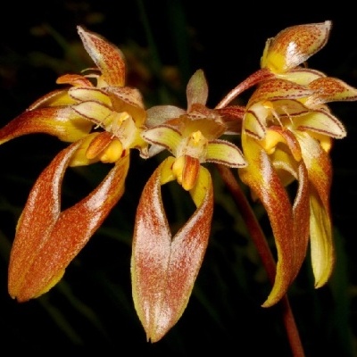 Flores de orquídea castanho avermelhado e amarelo com pétalas curvas
