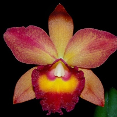 Flor de orquídea vermelha e amarela com fundo preto