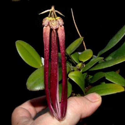 Planta suculenta com flores longas vermelhas e folhas verdes, segurada por uma mão