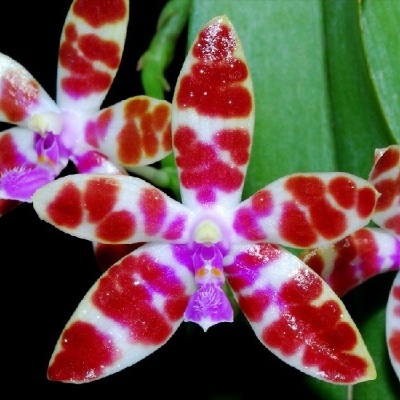 Orquídeas brancas com manchas vermelhas e centro lilás sobre fundo preto