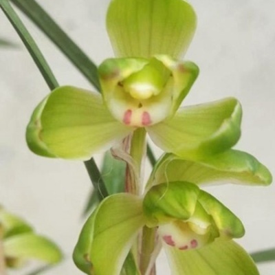 Orquídea verde com detalhes rosa e branco em fundo neutro