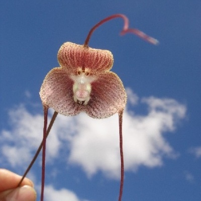 Orquídea cor-de-rosa com estames longos contra céu azul nublado