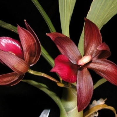 Flores de orquídea vermelhas escuras com folhas verdes em fundo preto