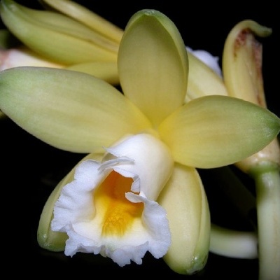 Flor de baunilha amarela com centro branco e detalhe amarelo