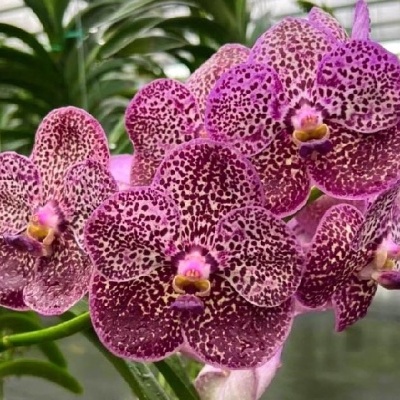 Flores de orquídea roxa com manchas escuras e folhas verdes ao fundo