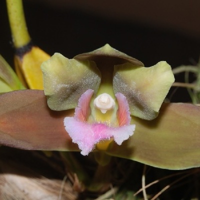 Orquídea com pétalas verdes, castanhas e labelo rosa