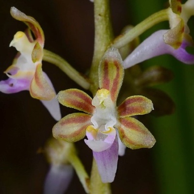 Flor com pétalas castanhas, amarelas e roxas com textura aveludada