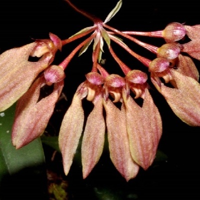 Flor pendente com pétalas rosas e tons avermelhados sobre fundo escuro