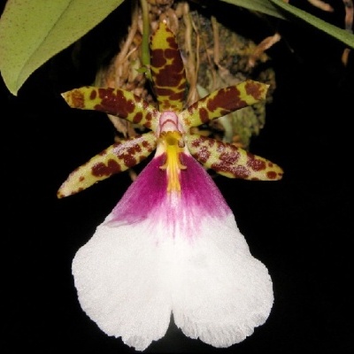 Orquídea com sépalas e pétalas manchadas castanhas e labela branca e rosa em fundo escuro