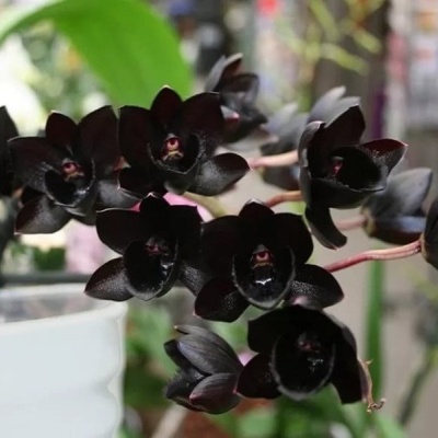 Orquídeas negras em vaso branco com fundo de plantas desfocado