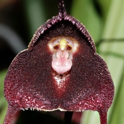 Orquídea roxa-escura com centro rosado e amarelo que lembra um rosto sobre fundo verde desfocado