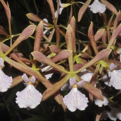 Orquídeas com pétalas castanho claro e brancas com veios rosa em fundo escuro