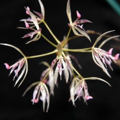 Flor delicada branca e rosa com pétalas finas alongadas