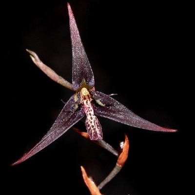 Flor exótica de orquídea roxa escura com pétalas brilhantes contra fundo preto