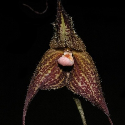 Orquídea castanha e amarela com pétalas peludas e alongadas