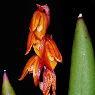 Flor de orquídea laranja com folhas verdes em fundo preto