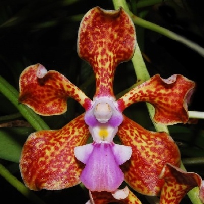 Flor exótica de orquídea com pétalas amarelo-avermelhadas e centro lilás