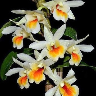 Orquídea branca com centro amarelo e laranja sobre fundo preto