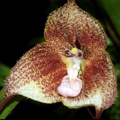 Orquídea castanha texturizada com manchas roxas e detalhes rosados