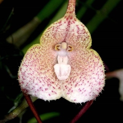 Flor exótica branca com manchas rosadas e estrutura simétrica