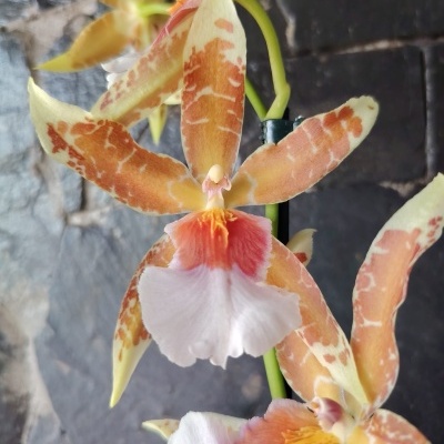 Orquídea com pétalas creme com manchas castanhas contra parede escura de pedra