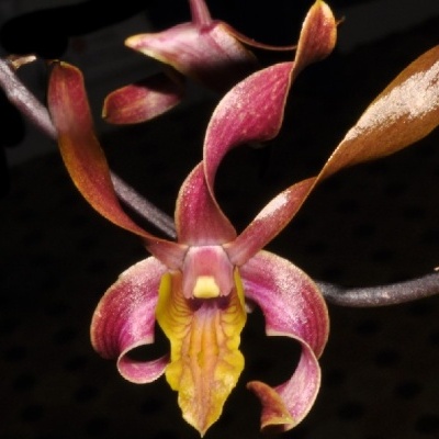 Orquídea colorida com pétalas rosadas, castanhas e amarelas em fundo escuro