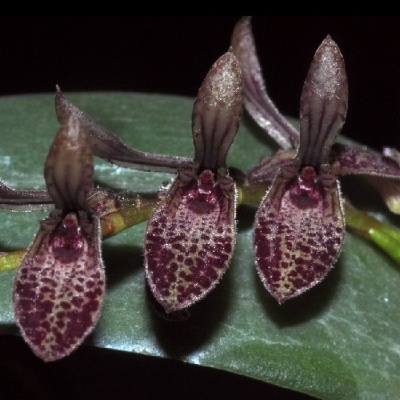 Flores de orquídea castanhas com manchas escuras sobre folha verde