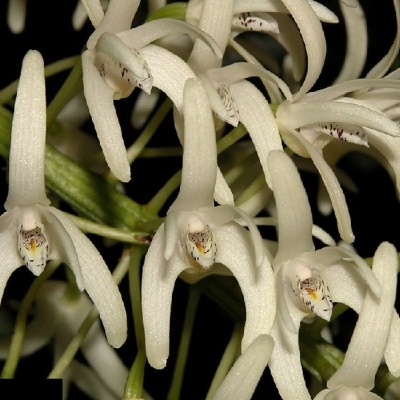 Orquídeas brancas com detalhes amarelos e castanhos