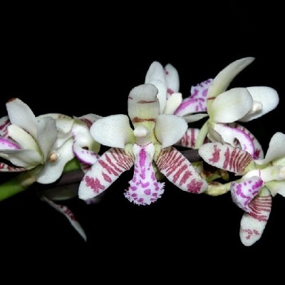 Orquídea branca com padrões roxos e rosa sobre fundo preto