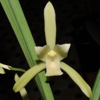 Flor amarela pálida com pétalas alongadas e folhas verdes estreitas
