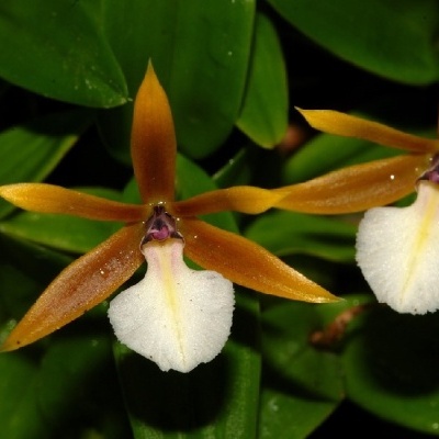 Orquídeas alaranjadas com lígula branca e folhas verdes ao fundo